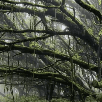 Daily Dive # 225 | How Darwin Helped Create an Artificial Rainforest on Ascension Island